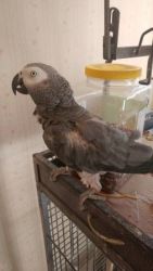 Female African Grey Parrot for Sale