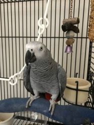 2 Beautiful 1 year old African Grey Talking Parrots