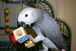 African Grey And Cage