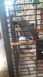 Afican Gray Parrot
