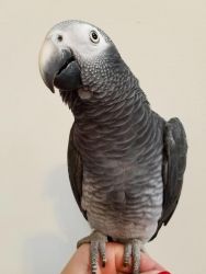 African Grey Ready For Sale