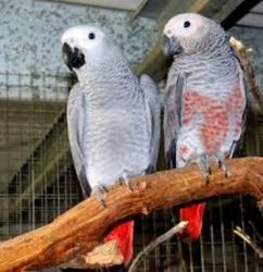 Beautiful silly tame African grey parrot who will be turning