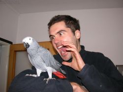 Congo African Grey Babies Available Now contact us at xxx) xxx-xxx4