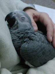 African Grey for Sale