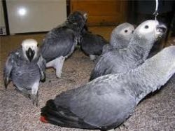 Talkative Pair African Grey Parrots