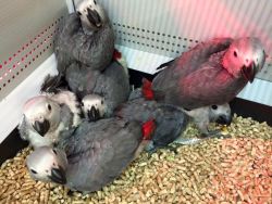 African Grey Parrots Available Now