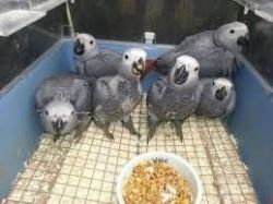 Hand Raised Macaws, Cockatoos, Greys, Amazons and Other Parrots