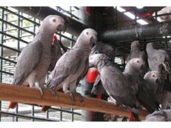 Talking African Gray Parrots