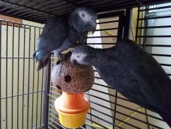 Gorgeous African grey pair is available.