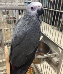 DNA Tested Adorable Congo African Grey Parrots