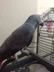 Cute african grey for sale