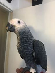 African Grey Parrot in need of a new home