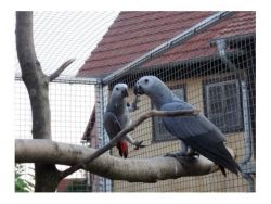 AFRICAN GREY PARROTS FOR SALE NOW