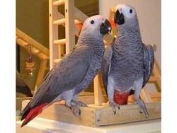 Parrots and Eggs for Sale