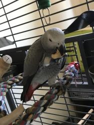 Baby African Greys For Sale