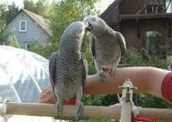 Beautiful Male and Female Congo African Grey Parrots