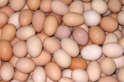 Fertile Parrot Eggs Species 100% Hatching