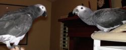Paired African Grey Parrots available