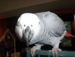 Congo African Grey parrots For sale
