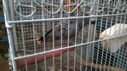 African Grey Parrot Plus Cage Text (xxx) xxx-xxx6