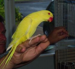 Baby Hand Tamed Yellow english Talking Parrot