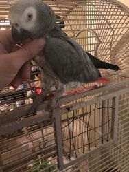8 year old female African Grey parrot with cage, food and toys