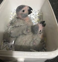 3 Weeks Old Congo Breed African Grey Baby