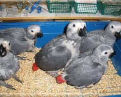 Hand Reared Babys African Grey Parrots