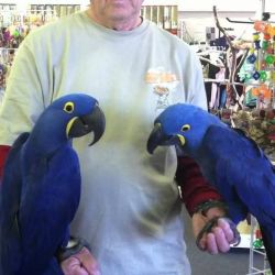 Blue, Macaw Parrots We have here a gorgeous Macaw called Sachmo ,he is
