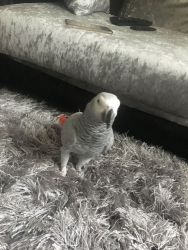 African Grey With Big Cage