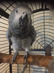 Ten Year Old African Grey For Sale.