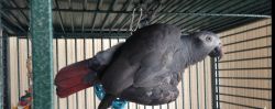Cute and adorable Matured and Young african grey parrots available.