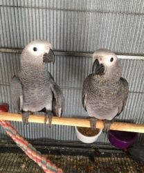 Talk-able pair of Great African Grey parrots