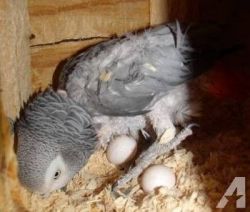 Fertile Parrots Eggs and Parrot chicks