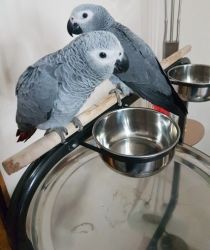 Quality Baby African Grey