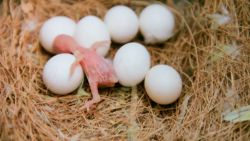 Parrots and Their Fertile Eggs .