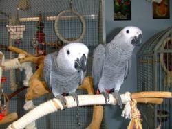 DNA Tested Congo African Grey Parrots