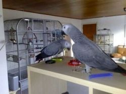 frican grey parrots