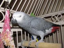 Pair hand fed African Grey parrots