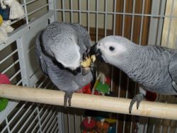 African Grey Parrots for Christmas