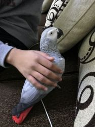Hand Reared Female 3 Years Old African Grey