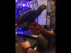 **1 Left **hand Reared Baby African Greys