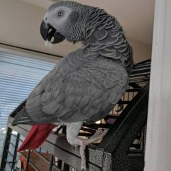 African Grey Male And Female