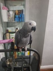 African Grey Parrots For Sale.