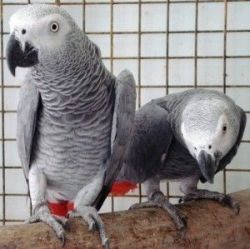 (xxx) xxx-xxx1 A Pair of Talking African Grey Parrots