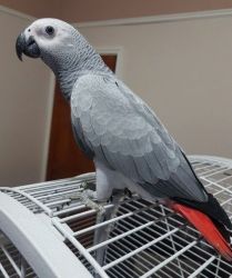 African Grey (congo)parrots