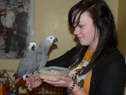 Male and Female African Grey for Adoption
