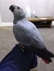 AFRICAN GREY PARROT AND EGGS FOR SALE