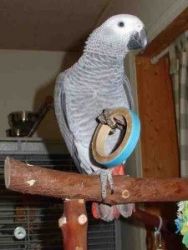Congo African Grey Parrots Available