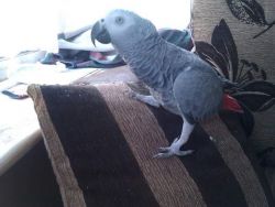 Very tame Congo African grey Parrot Available To Go